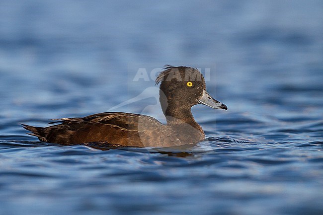 Tufted Duck - Reiherente - Aythya fuligula, Germany, female stock-image by Agami/Ralph Martin,