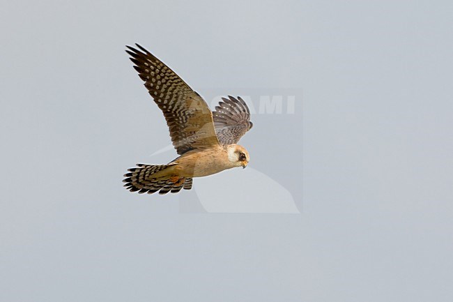 Female Roodpootvalk in de vlucht; Female Red-footed Falcon in flight stock-image by Agami/Daniele Occhiato,