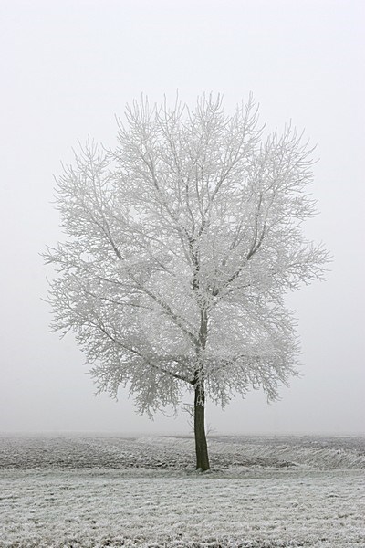 Pampushout Almere Netherlands covered in hoar-frost; Pampushout Almere Nederland gehuld in rijp stock-image by Agami/Karel Mauer,