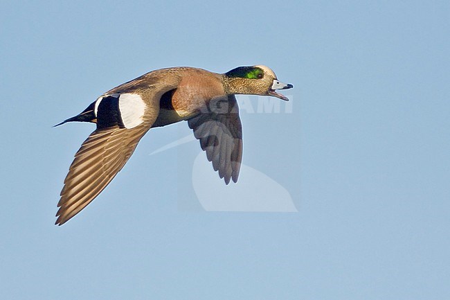 Amerikaanse Smient in vlucht, American Wigeon in flight stock-image by Agami/Glenn Bartley,