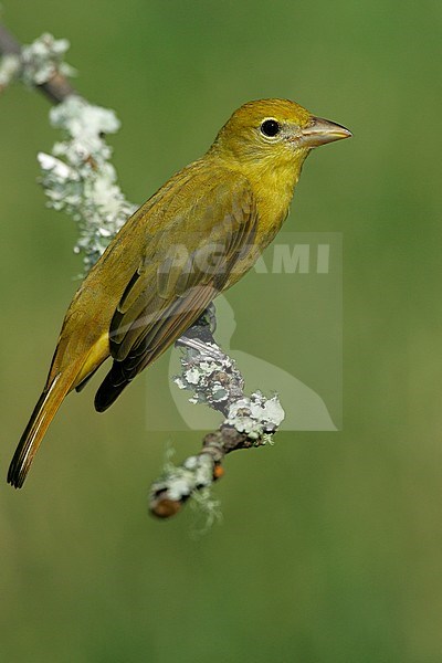 Adult female breeding
Galveston Co. TX
April 2005 stock-image by Agami/Brian E Small,