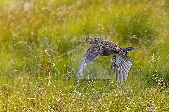 Red Grouse (Lagopus scotica) flying over the heather in Spartleton Hill, East Lothian, Scotland, United Kingdom. stock-image by Agami/Vincent Legrand,