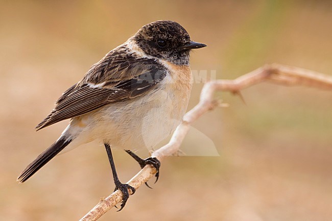 Aziatische Roodborsttapuit; Siberian Stonechat; stock-image by Agami/Daniele Occhiato,