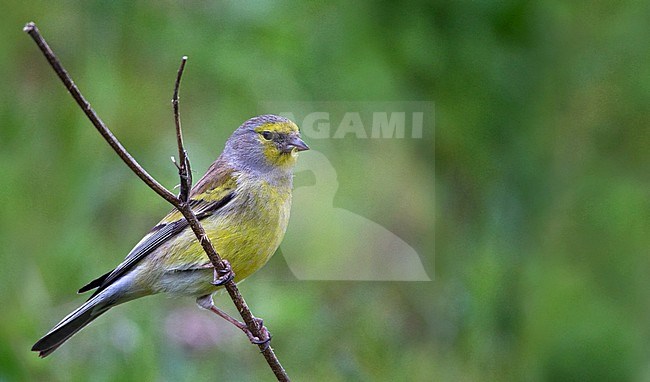 Male Corsican Finch (Carduelis corsicana), an endemic species of bird from the island of Corsica in the Mediterranean Sea. Perched against green natural background. stock-image by Agami/Ian Davies,
