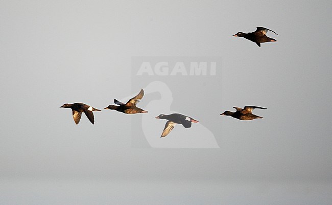 Grote ZeeÃ«end vliegend; Velvet Scoter flying stock-image by Agami/Markus Varesvuo,