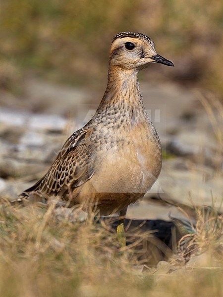 Juveniele Morinelplevier, Juvenile Eurasian Dotterel stock-image by Agami/Daniele Occhiato,