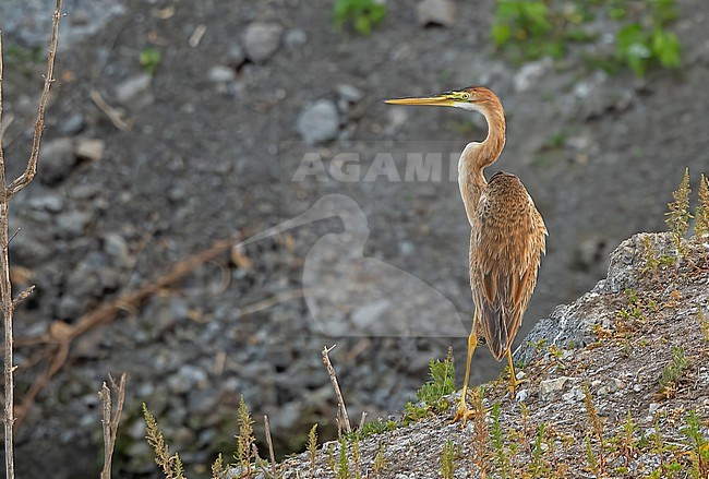 The Bourne's Heron (Ardea purpurea bournei) is a subspecies of Purple Heron. Sometimes it is considered as a full species. It is endemic to only one island: Santiago, Cape Verde. This taxon lacks the black stripes on the side of the neck. stock-image by Agami/Eduard Sangster,