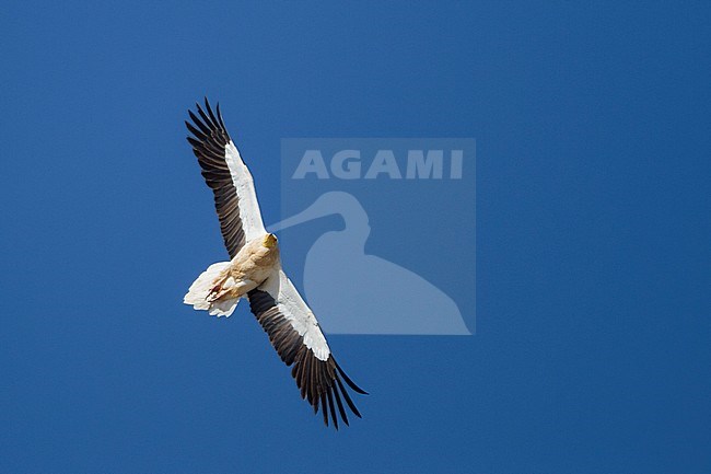 Egyptian Vulture - Schmutzgeier - Neophron percnopterus ssp. percnopterus, Oman, adult stock-image by Agami/Ralph Martin,