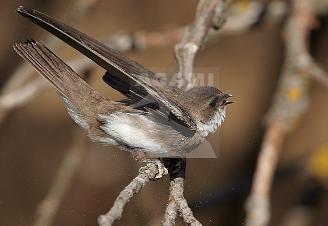 Oeverzwaluw zittend op een tak; Sand Martin perched on a branch stock-image by Agami/Markus Varesvuo,