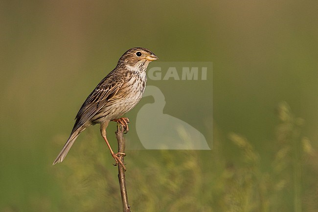 Corn Bunting - Grauammer - Miliaria calandra ssp. calandra, Hungary, adult stock-image by Agami/Ralph Martin,