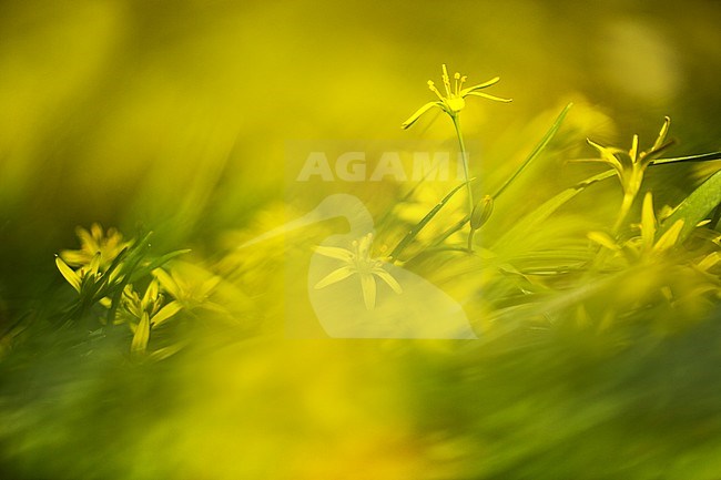 yellow star-of-Bethlehem, Weidegeelster, Gagea pratensis stock-image by Agami/Wil Leurs,