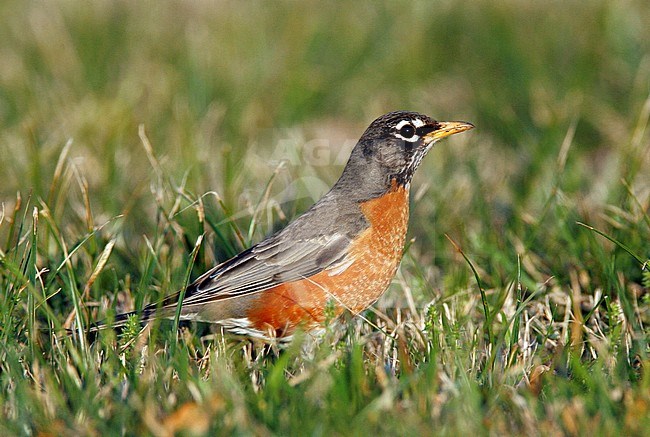 Adult male
Montgomery Co., TX
February 2007 stock-image by Agami/Brian E Small,