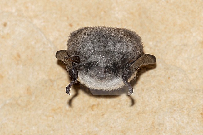 Pond Bat (Myotis dasycneme) perched on a cave in Mont Saint Pierre, Liège, Belgium. stock-image by Agami/Vincent Legrand,