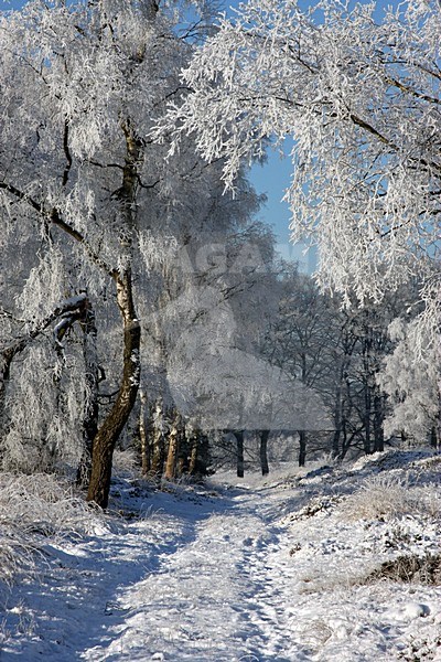 Winters landschap Veluwe, Winter landscape Veluwe stock-image by Agami/Kristin Wilmers,