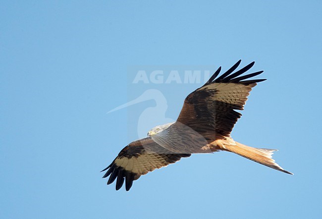 Rode Wouw in de vlucht; Red Kite in flight stock-image by Agami/Markus Varesvuo,