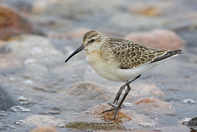 Juvenile Krombekstrandloper; Juvenile Curlew Sandpiper stock-image by Agami/Markus Varesvuo,