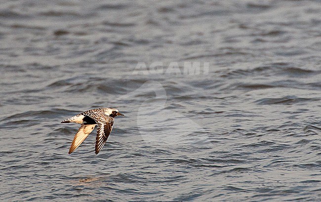 Vliegende Zilverplevier; Flying Grey Plover (Pluvialis squatarola) stock-image by Agami/Marc Guyt,