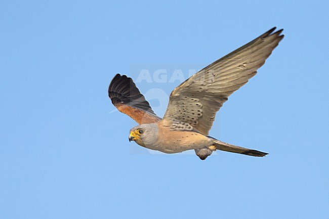 Mannetje Kleine torenvalk in vlucht, Male Lesser Kestrel in flight stock-image by Agami/Daniele Occhiato,