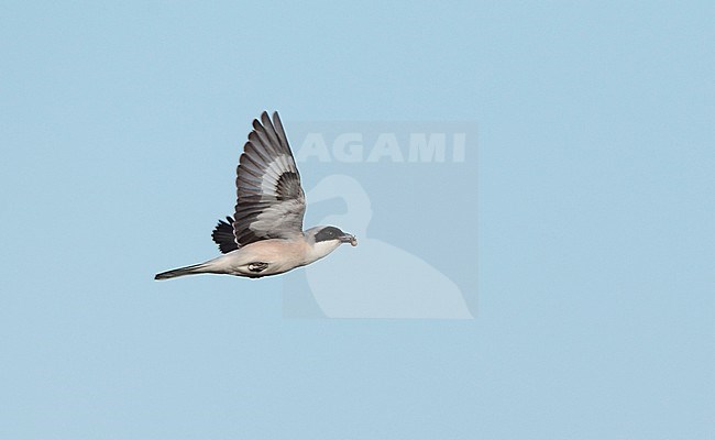 Lesser Grey Shrike (Lanius minor) in flight at Kiskunsaq, Hungary. With insect in its bill. stock-image by Agami/Helge Sorensen,