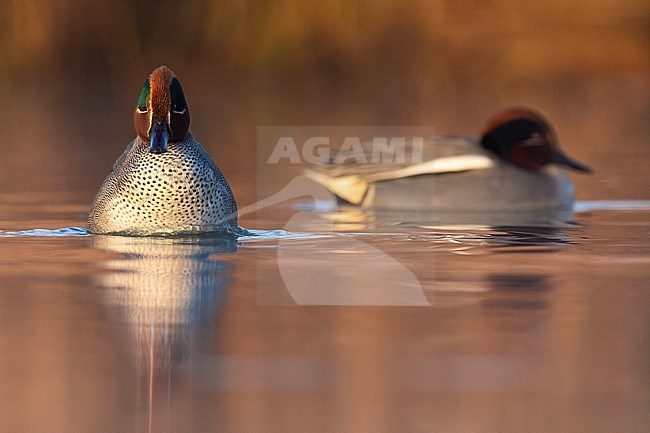 Eurasian Teal (Anas crecca) in Italy. stock-image by Agami/Daniele Occhiato,