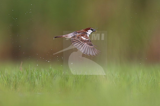 Male Italian Sparrow (Passer italiae) in Italy. stock-image by Agami/Daniele Occhiato,