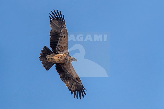 4KJ Keizerarend; 4th year Eastern Imperial Eagle stock-image by Agami/Daniele Occhiato,