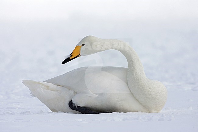 Whooper Swan adult resting in the snow; Wilde zwaan volwassen rustend in de sneeuw stock-image by Agami/Marc Guyt,