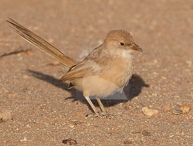 Fulvous Chatterer (Turdoides fulva) in the Western Sahara, Morocco. Also known as Fulvous babbler. stock-image by Agami/Tomi Muukkonen,