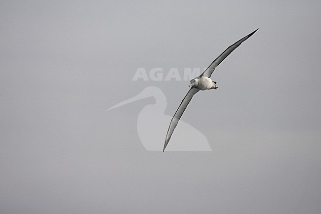 Snowy (Wandering) Albatross flying; Grote Albatros vliegend stock-image by Agami/Marc Guyt,