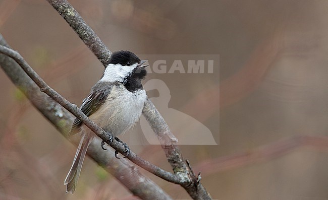 Black-capped Chickadee (Poecile atricapillus) calling and perched on a branch at Cape Cod, USA stock-image by Agami/Helge Sorensen,