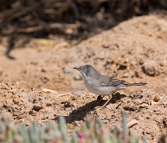 Female Rüppell's Warbler (Sylvia rueppelli) during spring migration in Egypt stock-image by Agami/Edwin Winkel,