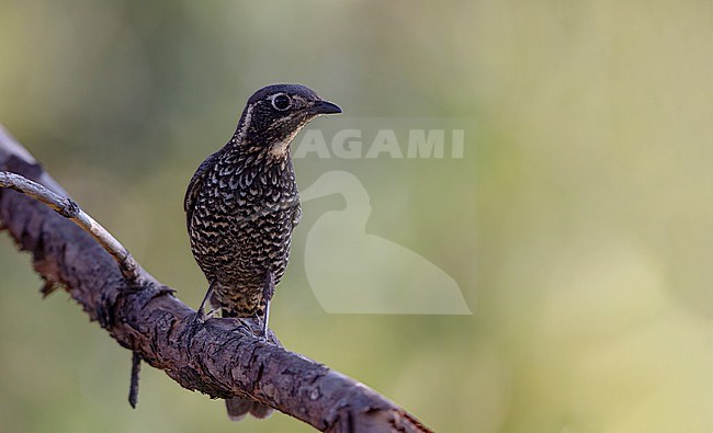 Adutl female Chestnut-bellied Rock Thrush (Monticola rufiventris) perched at Doi Lang, Thailand stock-image by Agami/Helge Sorensen,