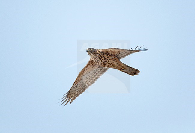 Vliegende jonge Havik tegen blauwe lucht. Juvenile Northern Goshaw flying against blue sky stock-image by Agami/Ran Schols,