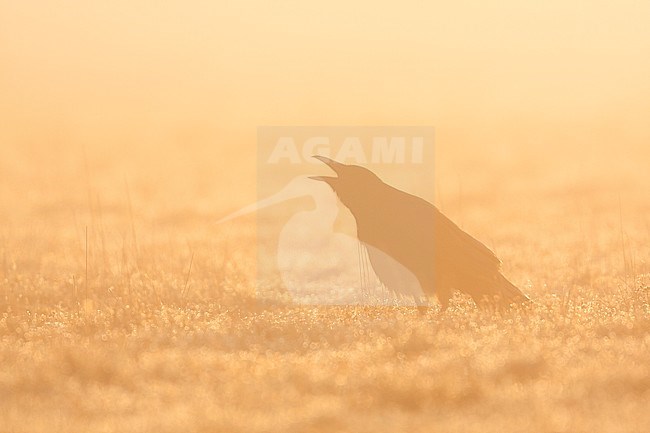 Carrion Crow - Rabenkrähe - Corvus corone ssp. corone, Germany, adult stock-image by Agami/Ralph Martin,