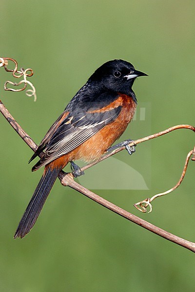 Adult male breeding
Galveston Co., TX
April 2006 stock-image by Agami/Brian E Small,