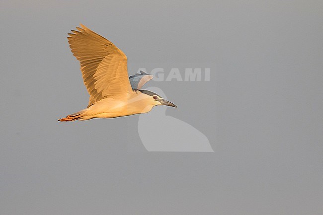 Adult Black-crowned Night Heron (Nycticorax nycticorax ssp. nycticorax) in flight against the sky as background in Hungary. stock-image by Agami/Ralph Martin,