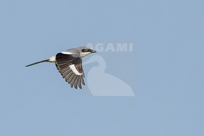 Adult 
Galveston Co., TX
April 2023 stock-image by Agami/Brian E Small,