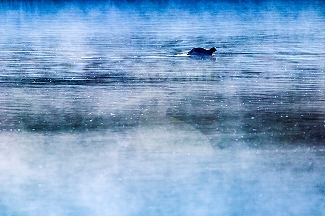 Meerkoet, Coot, Fulica atra stock-image by Agami/Menno van Duijn,