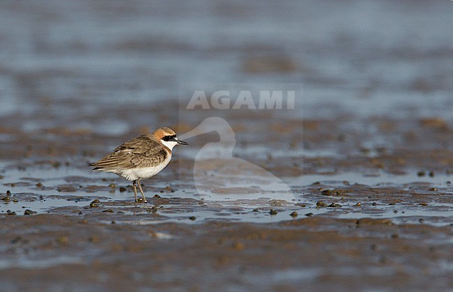 Adulte Woestijnplevier staand op wad strand, Adult Greater Sand Plover standing on mudflats beach stock-image by Agami/Ran Schols,