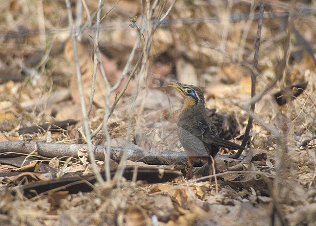 Lijsterkoekoek op de grond; Lesser Ground-cuckoo on the ground stock-image by Agami/Mike Danzenbaker,