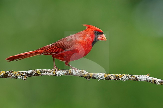 Adult male Northern Cardinal (Cardinalis cardinalis) perched on a horizontal twig against green natural background in Galveston Co., Texas, USA. stock-image by Agami/Brian E Small,