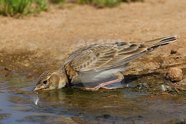 Kalanderleeuwerik drinkend; Calandra Lark drinking stock-image by Agami/Daniele Occhiato,