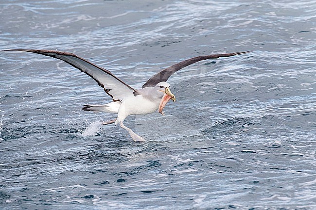 Salvin's Albatross (Thalassarche salvini) stock-image by Agami/Marc Guyt,