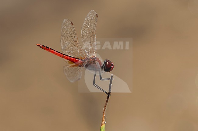 Mannetje Macrodiplax cora, Male Cora's Pennant stock-image by Agami/Wil Leurs,