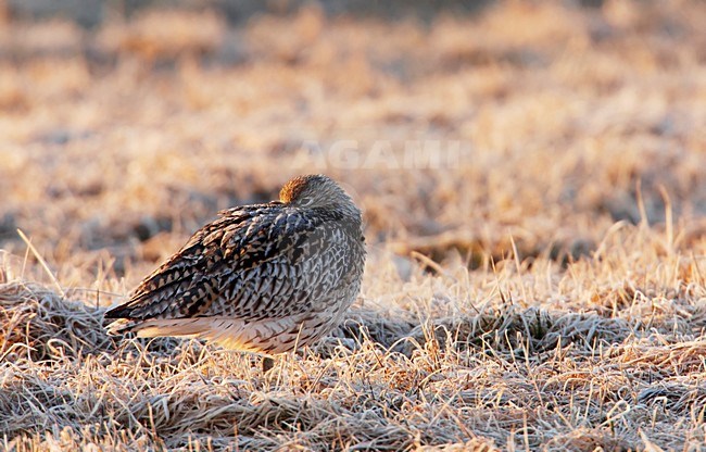 Rustende Wulp; Resting Eurasian Curlew stock-image by Agami/Markus Varesvuo,