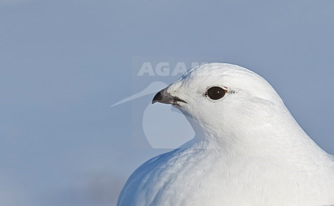 Alpensneeuwhoen in de sneeuw, Rock Ptarmigan in the snow stock-image by Agami/Markus Varesvuo,