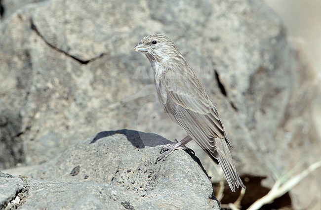 Jemenitische kanarie; Yemen Serin; Serinus menachensis stock-image by Agami/Dick Forsman,