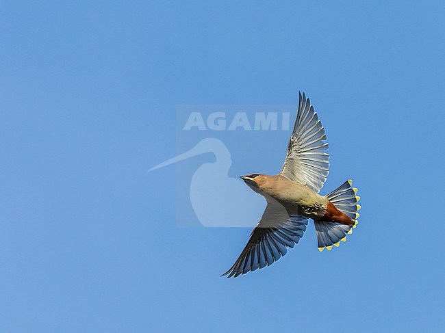 First-winter male Bohemian Waxwing (Bombicilla garrulus) on Texel, Netherlands. Catching insects in the air. stock-image by Agami/Marc Guyt,