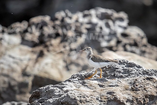 Juvenile Spotted Sandpiper walking on a rocky shore of Low Fields, Corvo, Azores. October 7, 2018. stock-image by Agami/Vincent Legrand,