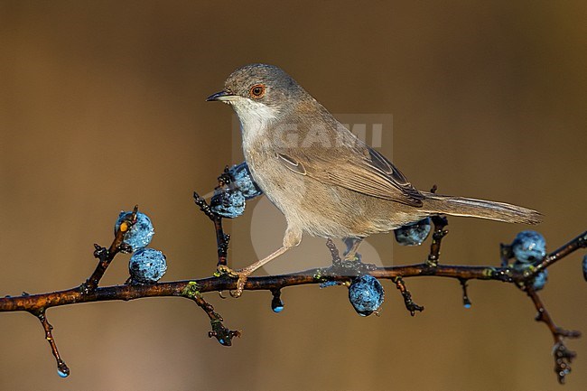 Vrouwtje Kleine Zwartkop; Female Sardinian Warbler stock-image by Agami/Daniele Occhiato,